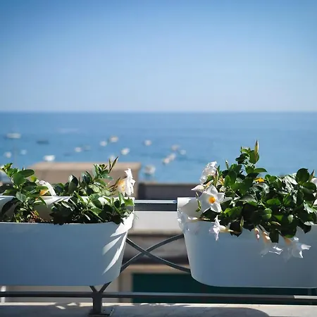 Panoramic مايوري